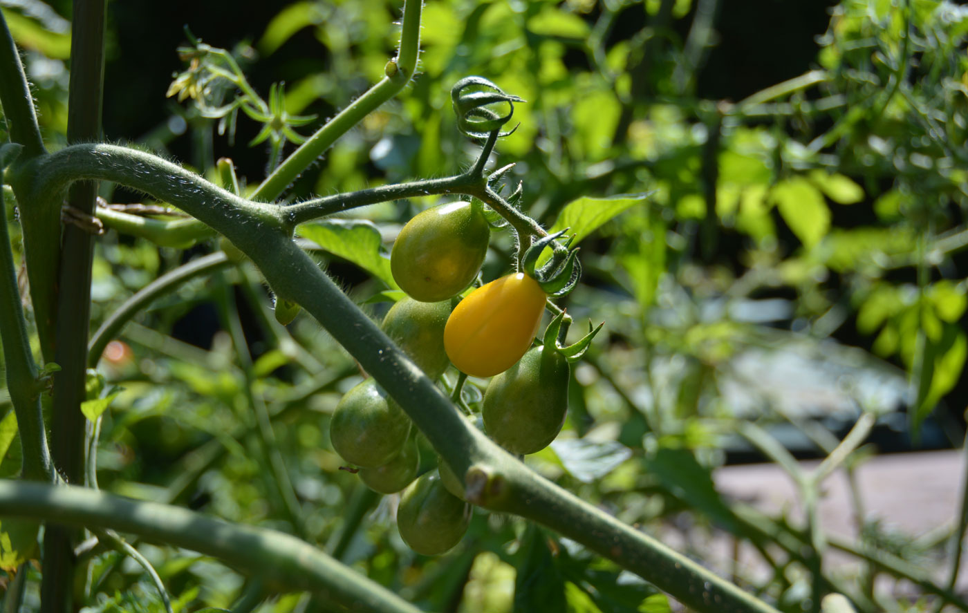 allegriadesign grüßt den Sommer - die Tomaten wachsen und gedeihen